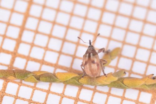 Réf. 274 530 : Corimalia tamarisci